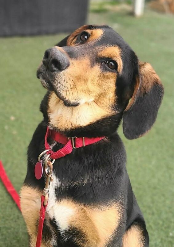 Picture of the Animal Listed